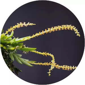 Oberonia japonica