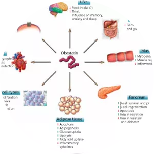 Obestatin - 