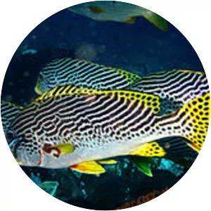 Oblique-banded sweetlips - Fish