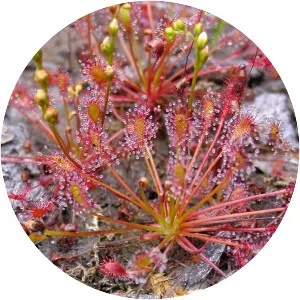 Oblong-leaved sundew