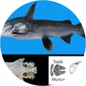 Occidentarius platypogon