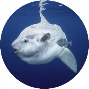 Ocean sunfish
