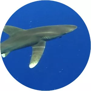 Oceanic whitetip shark