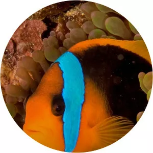 Oceans: Review - TV program