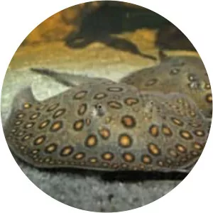 Ocellate river stingray