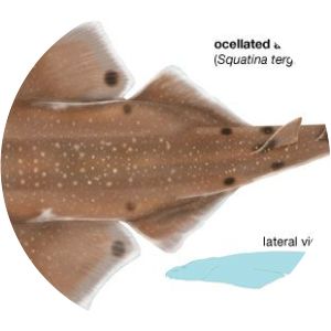 Ocellated angelshark