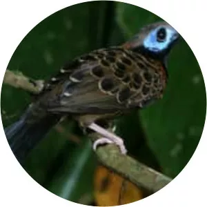 Ocellated antbird
