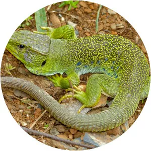 Ocellated lizard