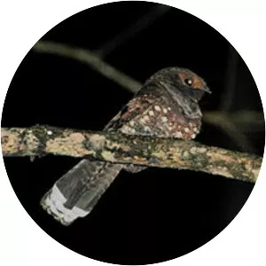 Ocellated poorwill
