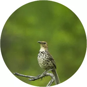 Ocellated thrasher