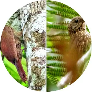 Ocellated woodcreeper - Bird