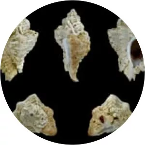 Ocenebra erinaceus