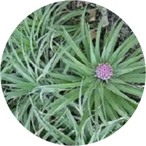 Ochagavia litoralis - 