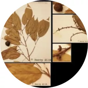 Ochanostachys amentacea - 