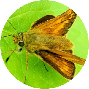 Ochlodes