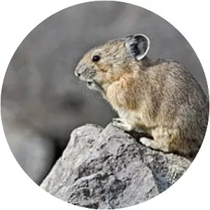 Ochotonidae - Animal