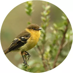 Ochraceous-breasted flycatcher