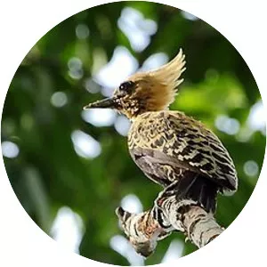 Ochre-backed woodpecker - 