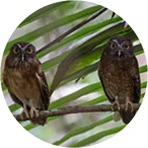 Ochre-bellied boobook