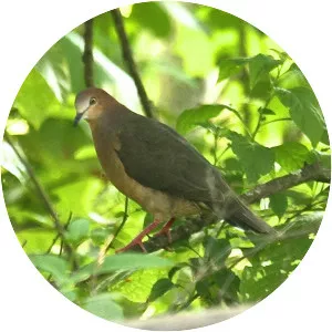 Ochre-bellied dove