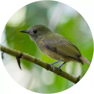 Ochre-bellied flycatcher