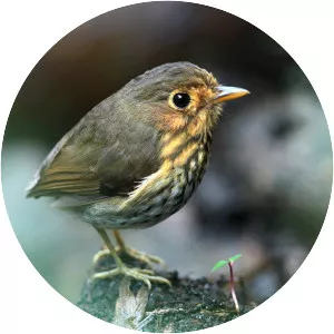Ochre-breasted antpitta