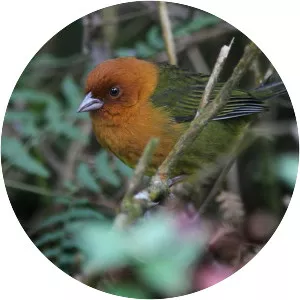 Ochre-breasted brush finch