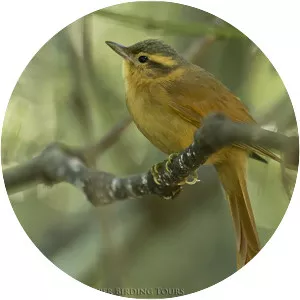 Ochre-breasted foliage-gleaner - Bird