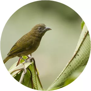 Ochre-breasted tanager - Bird