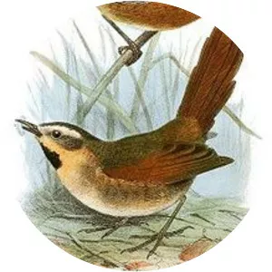 Ochre-cheeked spinetail - Bird
