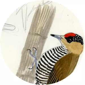 Ochre-collared piculet