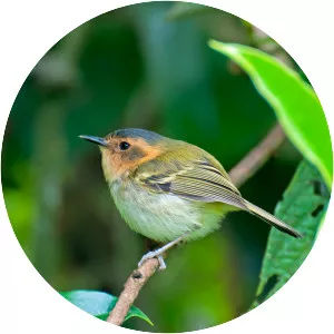 Ochre-faced tody-flycatcher - Bird