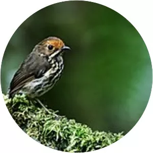 Ochre-fronted antpitta