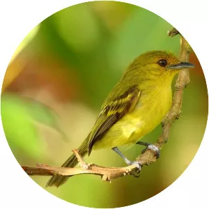 Ochre-lored flatbill