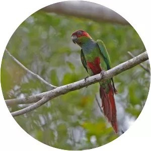 Ochre-marked parakeet