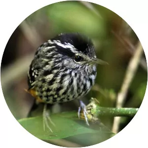 Ochre-rumped antbird