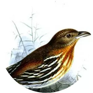 Ochre-striped antpitta - Bird