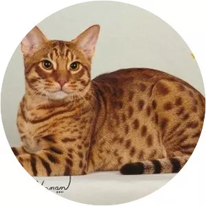 Ocicat - Cat breed
