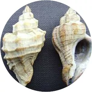 Ocinebrellus inornatus - 