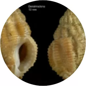 Ocinebrina aciculata