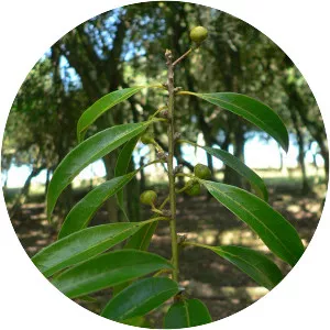 Ocotea catharinensis