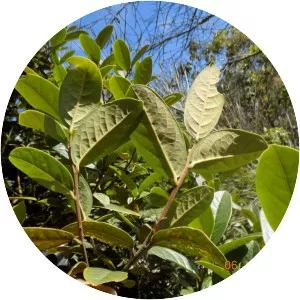 Ocotea heterochroma - 