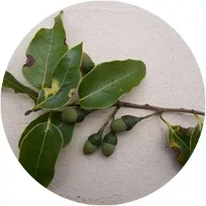 Ocotea obtusata - 