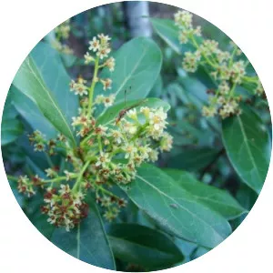 Ocotea pulchella - 