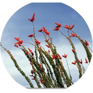 Ocotillo