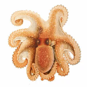 Octopus salutii - 