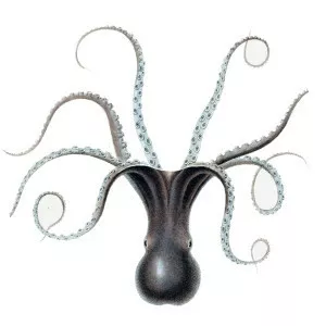 Octopus tehuelchus - 