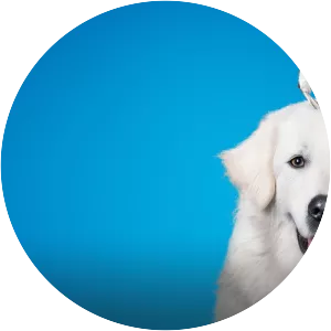 Oddball - 2015 ‧ Adventure/Family ‧ 1h 35m