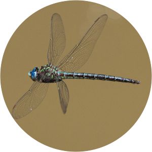 Odonata