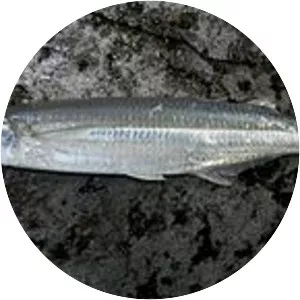 Odontesthes argentinensis